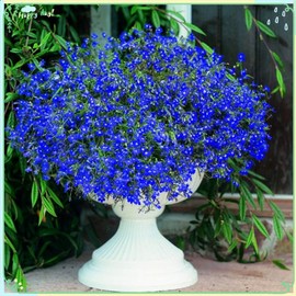 Rare Flower Plant Seeds 1000+ Lobelia Seeds - Sapphire (Blue Basket)
