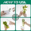 LAOGUATON Herb Keeper with Scissors, Clear Container for Fresh Parsley,