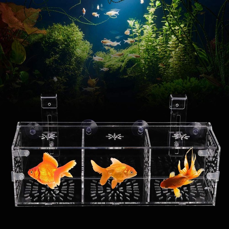 Aquarium Fish Breeder Box, Baby Fish & Shrimp Incubator (30CM*10CM*10CM)