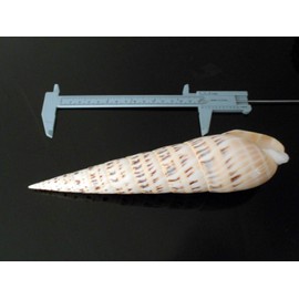 Florida Shells and Gifts Inc. 1 Large Marlin Spike 6" Terebra Maculata Shell Beach Decor Nautical Display Collector