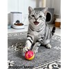 DIYUQISHI 6-Pack Cat Toy Balls for Active Cats and Kittens,