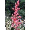 Red Yucca (Hesperaloe parviflora)