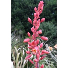 Red Yucca (Hesperaloe parviflora)