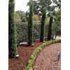 Italian Cypress Tree | 10 Live Seedlings | Cupressus Sempervirens