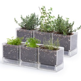 D'vine Dev 4 Inch Herb Planter Pot, Plastic Planter with Drainage Holes and Saucer, Modern Decorative Gardening Pot for Indoor Plants, Flowers, Herbs, Succulents, Clear, Set of 6, 76-Y-D-6