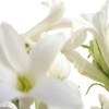 Tuberose - Soapmaking and Candlemaking Scent for Candles, Lotion, Home