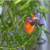 Guppy Grass – Floating Aquarium Plant – Buy 2 Get
