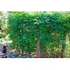 10 Seeds Chocolate Vine 3-Leaf Akebia trifoliata | Hardy Fruit