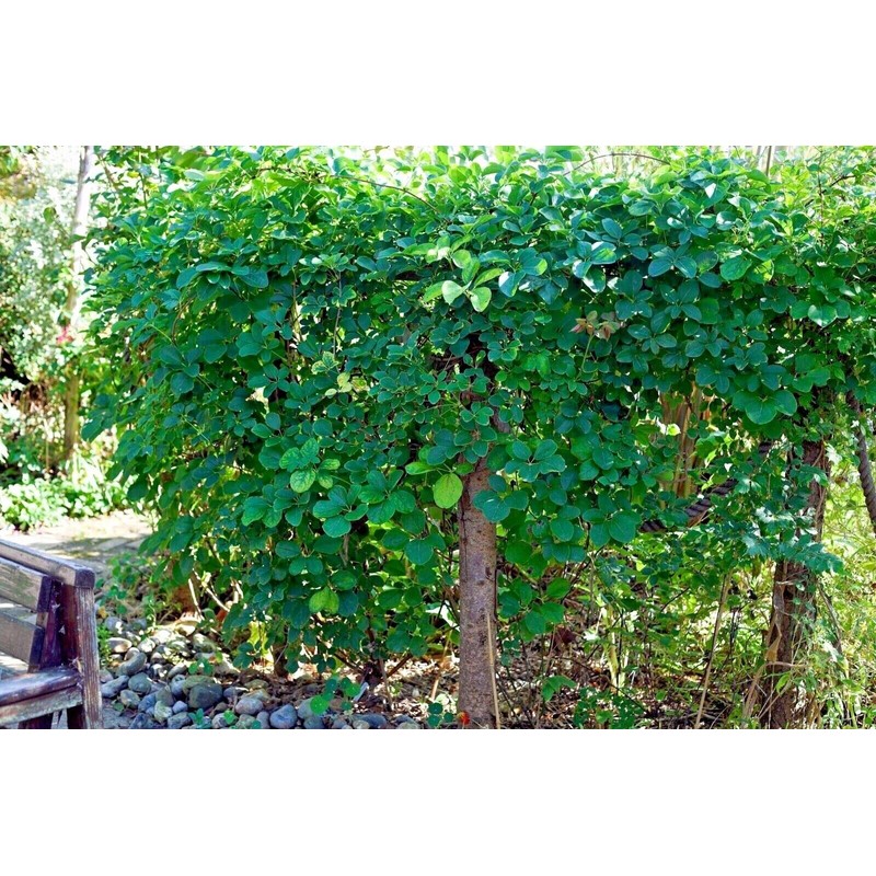10 Seeds Chocolate Vine 3-Leaf Akebia trifoliata | Hardy Fruit