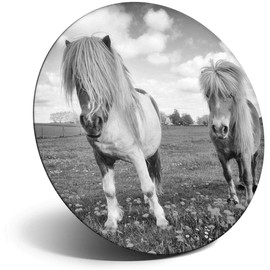 Destination Vinyl ltd Magnet for Refrigerator, Fridge BW - Shetland Ponies Horse Animals Cute for Office, Cabinet and Whiteboard, Magnetic Stickers, 41200