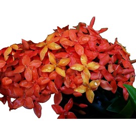 Carmen Dwarf Orange Tropical Miniature Ixora Live Plant Taiwanensis Starter Size 4 Inch Pot Emeralds tm