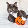 Yeowww Halloween Pumpkin Catnip Toy