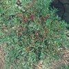 Thai Ornamental Hot Pepper Seeds (1 Gram)