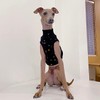 Itagre Clothes Alphabet Cropped Tops Short T Shirt Small Dogs