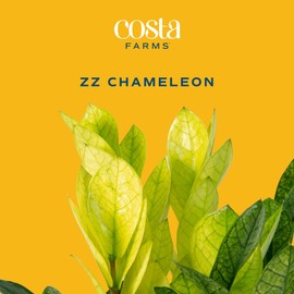 Costa Farms ZZ Chameleon Plant, Easy to Grow Live Indoor Houseplant in Garden Plant Pot, Home and Office Room Decor, Trending Tropicals Collection, 10-Inches Tall