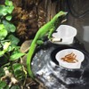 WOLEDOE 100Pcs Crested Gecko Food Dish, 0.5oz Plastic Reptile Feeding