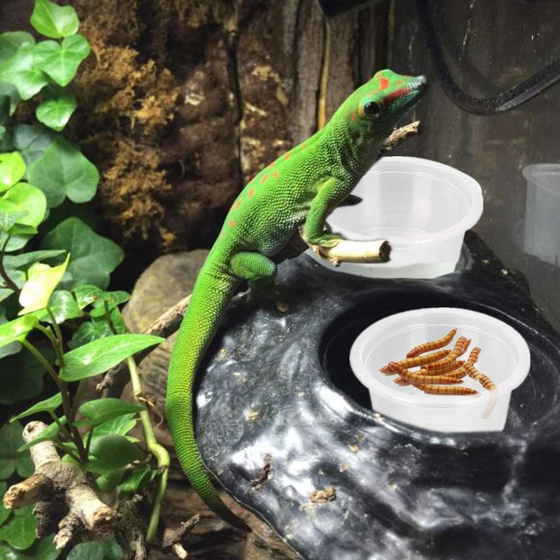 WOLEDOE 100Pcs Crested Gecko Food Dish, 0.5oz Plastic Reptile Feeding