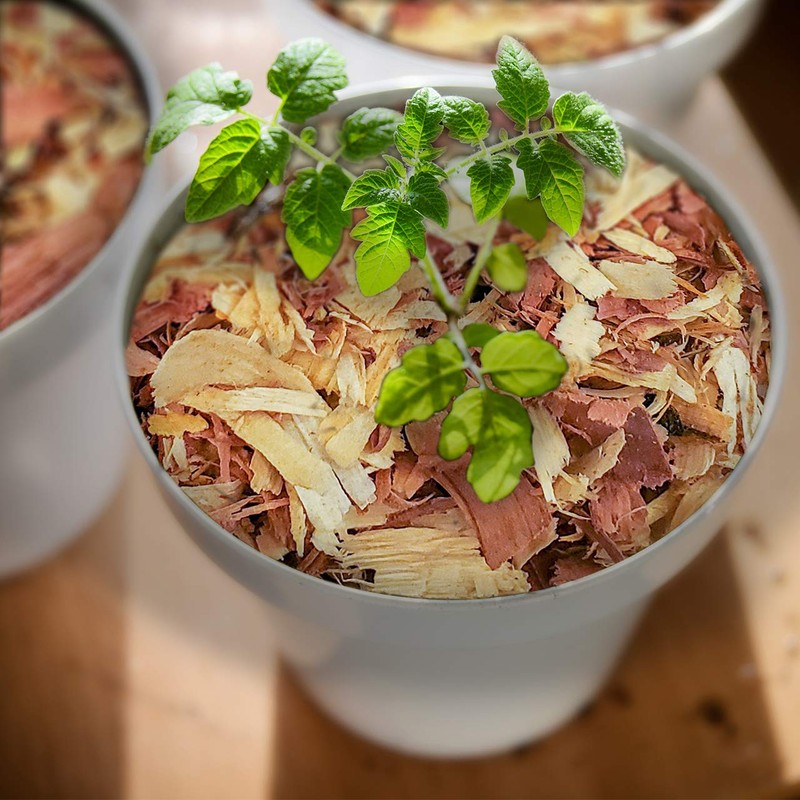 100% Natural Cedar Shavings | Mulch | Great for Outdoors
