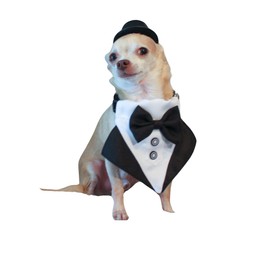 Cat Tuxedo and Top Hat Costume – Formal Wedding Outfit for Cats and Small Dogs, Black Pet Tux and Top Hat Set for Parties, Photos, and Special Occasions