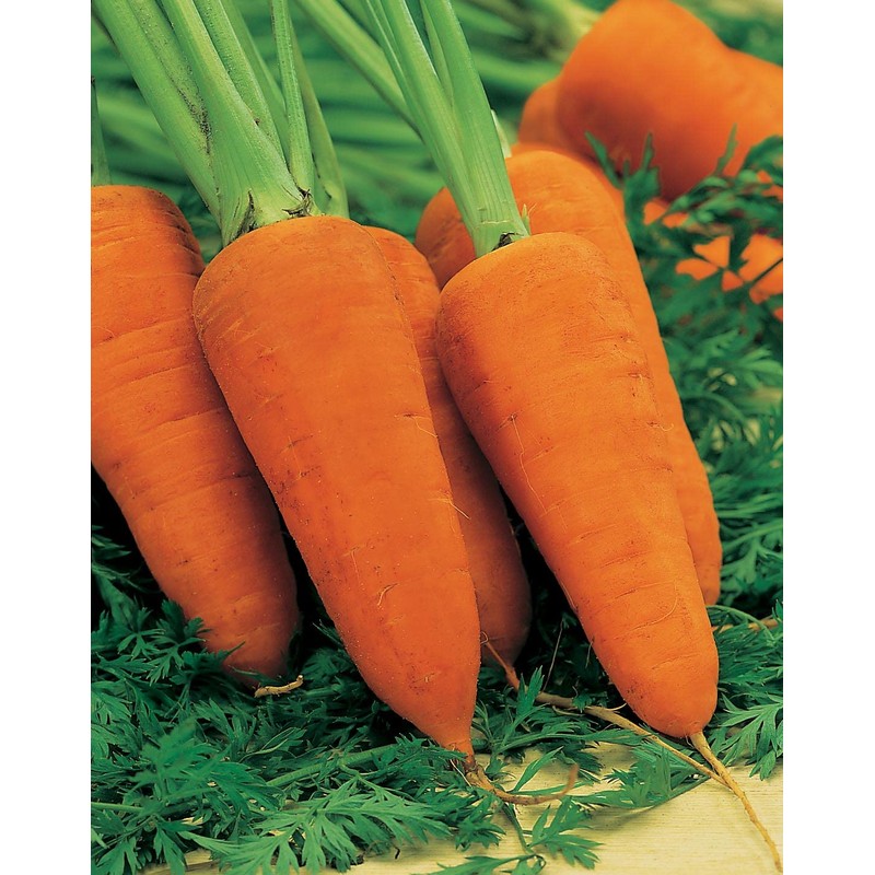 Johnsons 21445 Vegetable Seeds, Carrot Chantenay Red Cored 2