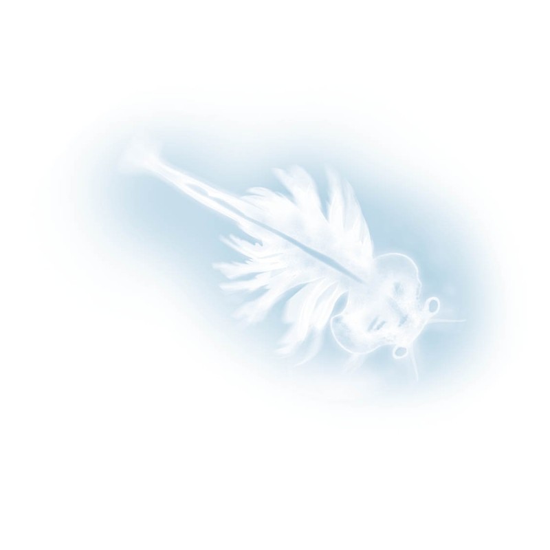 BUKI 125 - Urzeitkrebse