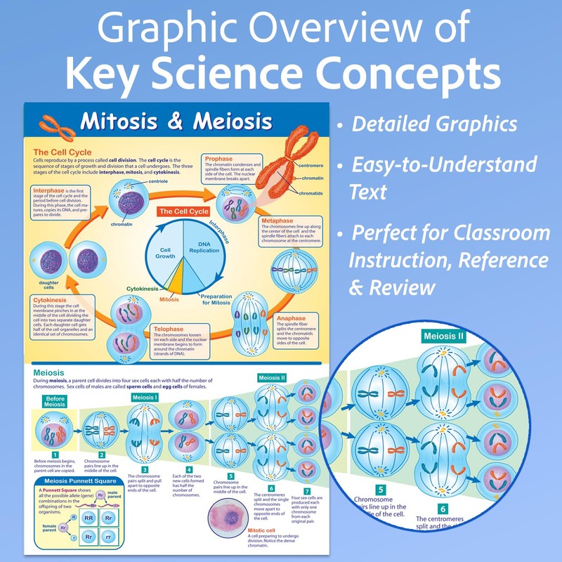 NewPath Learning Mitosis and Meiosis Poster - Laminated, Full-Color, 23"