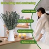 24 PCS Real Dried Eucalyptus Stems for Shower Hanging-17'' Large
