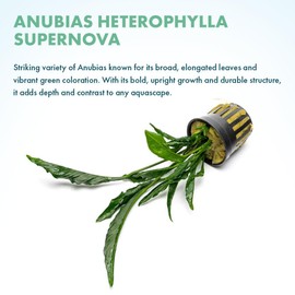 SubstrateSource Live Jungle Plants - Anubias Heterophylla ‘Supernova’ - Large Leaf Rhizome Plant for Midground to Background Freshwater Aquascapes, Low Light Accent - Pot