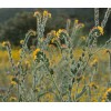 Fiddleneck seeds (Amsinckia tessellata) -25 seeds-  Desert Wildflower