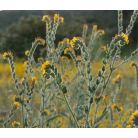 Fiddleneck seeds (Amsinckia tessellata) -25 seeds-  Desert Wildflower
