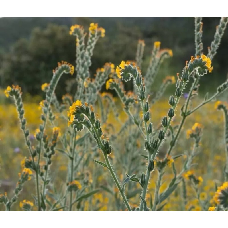 Fiddleneck seeds (Amsinckia tessellata) -25 seeds-  Desert Wildflower