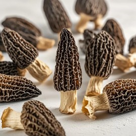 Premium Grade Dried Morel Mushrooms (Morchella Conica), 1 oz Gourmet Morel Mushrooms Dehydrated Delicacies Nourishing Morchella Conica