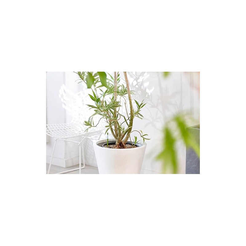 Cabinoche C-0031-GR SUSTEE Watering Checker Susty Bulk, S Size, Green