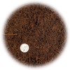 Premium New Zealand Tree Fern by GARDENERA - Orchid and