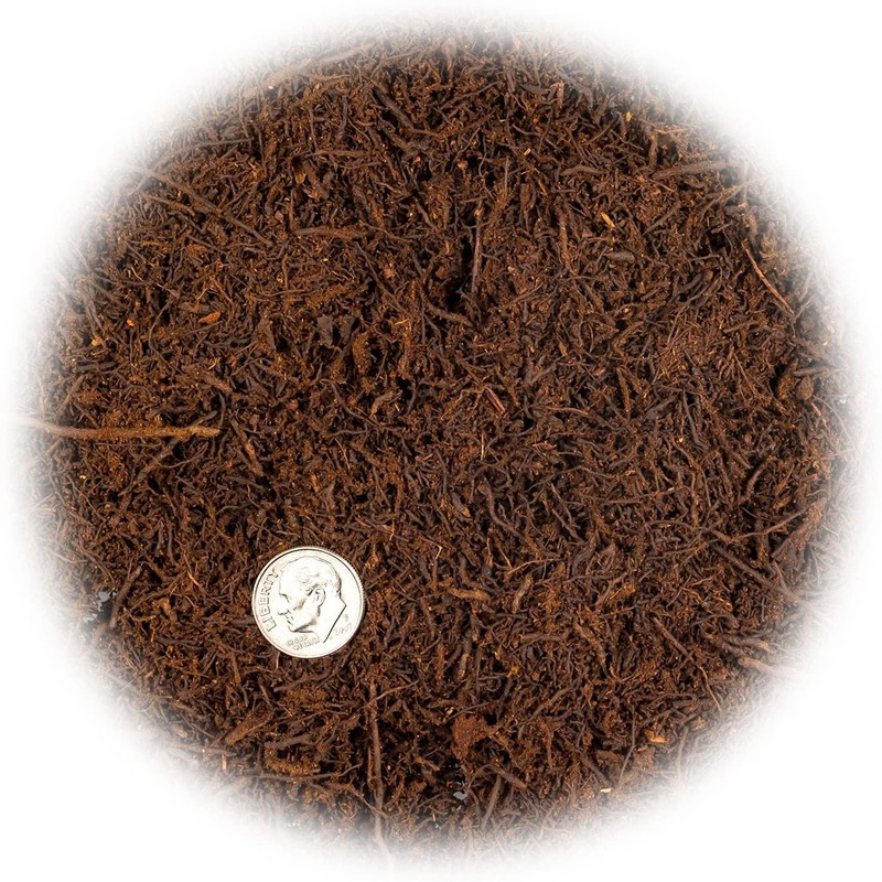 Premium New Zealand Tree Fern by GARDENERA - Orchid and