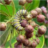 Seed Needs Milkweed Seed Packet Collection by Seed Needs -