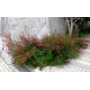 Firecracker Red | 1 Extra Large 3 Gallon Plant |
