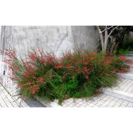 Firecracker Red | 1 Extra Large 3 Gallon Plant | Unspecified Botanical Name | Vibrant Garden Addition | Full Sun Perennial
