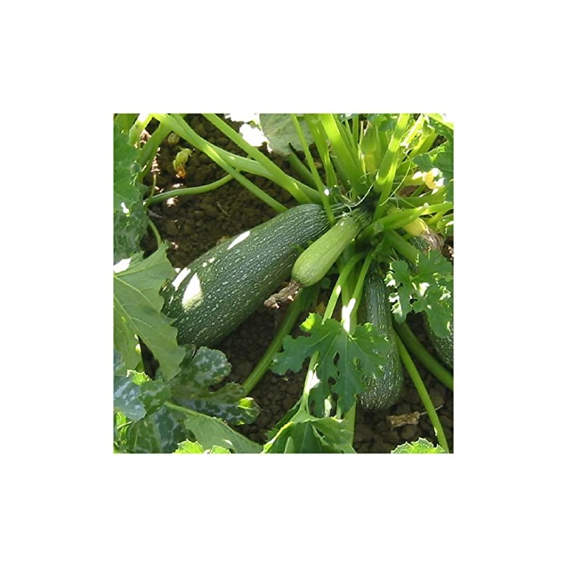 Everwilde Farms - 1 Oz Gray Zucchini Summer Squash Seeds