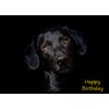 Black Labrador Birthday Card