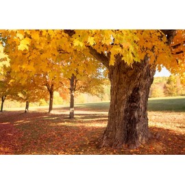 CZ GRAIN 50 Sugar Maple Tree Seeds Grow Vibrant Yellow Fall Leaves Acer Saccharum