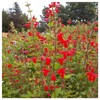 Everwilde Farms - 1 Lb Scarlet Sage Native Wildflower Seeds