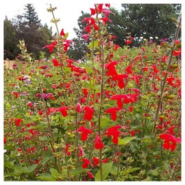 Everwilde Farms - 1 Lb Scarlet Sage Native Wildflower Seeds - Gold Vault