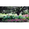 Nelson - Trees, Shrubs, & Evergreens Plant Food for In-Ground,