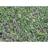 500 Live Duckweed Plants (Lemina Minor)