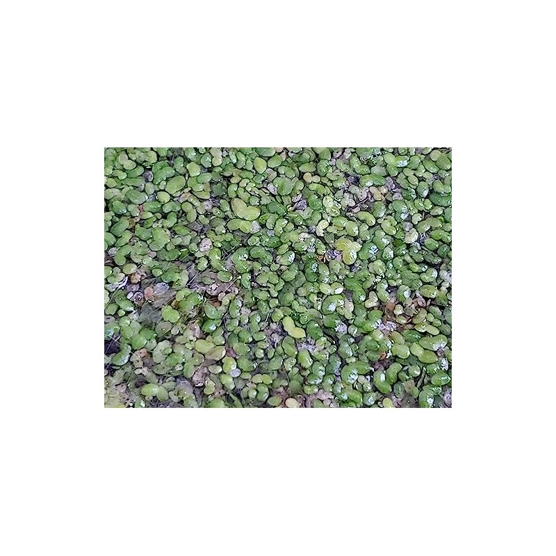 500 Live Duckweed Plants (Lemina Minor)