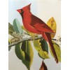 Northern Cardinal or Cardinal Grosbeak Audubon Print 15" x 11.5"