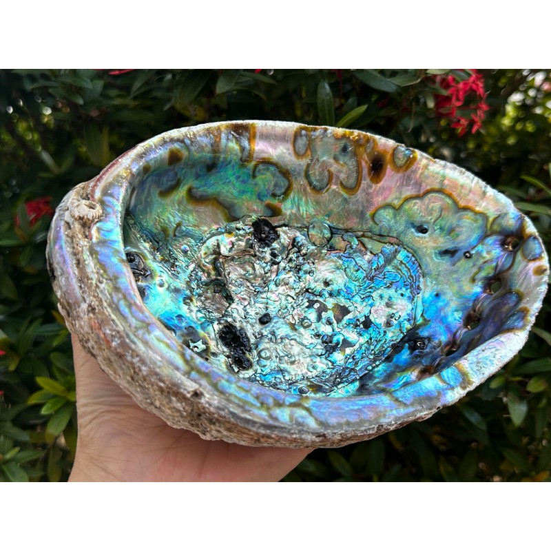 Abalone Shell, Seashell Incense Burner, Smudge Bowl for Holding Smudge