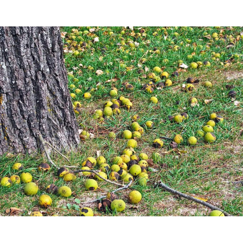 Tree Black Walnut Tree - 12-18" Tall Seedling - Live