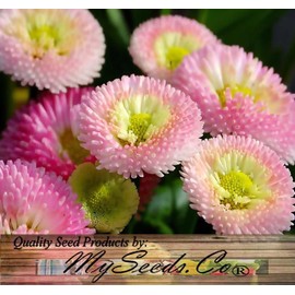 Bellis perennis (Lawn Daisy, English Daisy, Mixed) Flower Seeds, Attractive Appearance with Colors, Seeds by MySeeds.Co, You Choose The Amount (0.5 oz)